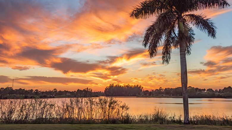 Sunset on Lake Okeechobee, Florida with palm tree in foreground