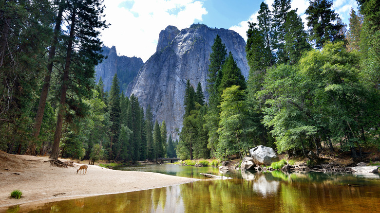 A river flows beside the Pines campgrounds in the Yosemite Valley