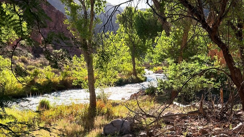 A creek near Bright Angel Campground