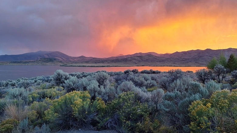 Sunset over Wild Horse Reservoir in Nevada, with shrubs and plants in the foreground.