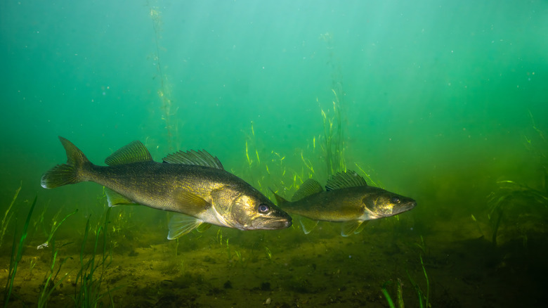 Two walleye swim near the bottom of a lake