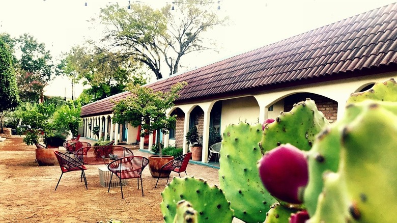 View of the courtyard with patio seating, cacti, and trees at the Austin Motel, Texas