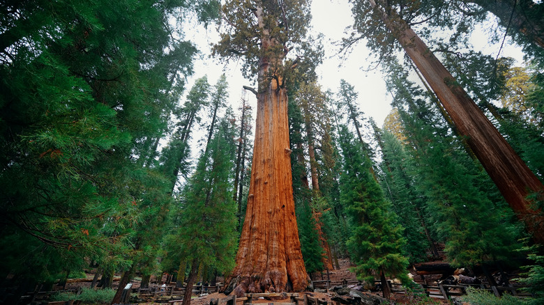 General Sherman tree in Sequoia National Park