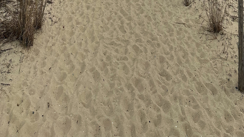 A trail leading from the beach in Cape Henlopen State Park, Delawar