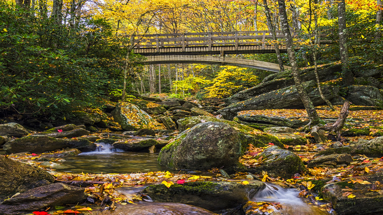 Autumn foliage along Boone Fork on the Blue Ridge Parkway in North Carolina