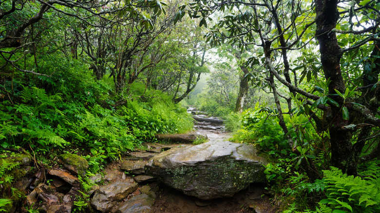 A rainy mountain landscape of large rocks and forest trees along the Craggy Pinnacle Trail by the Craggy Gardens, off the Blue Ridge Parkway in the Pisgah National Forest in North Carolina