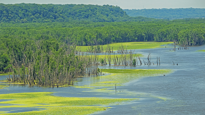 A high water line floods forests on the banks of the Mississippi River