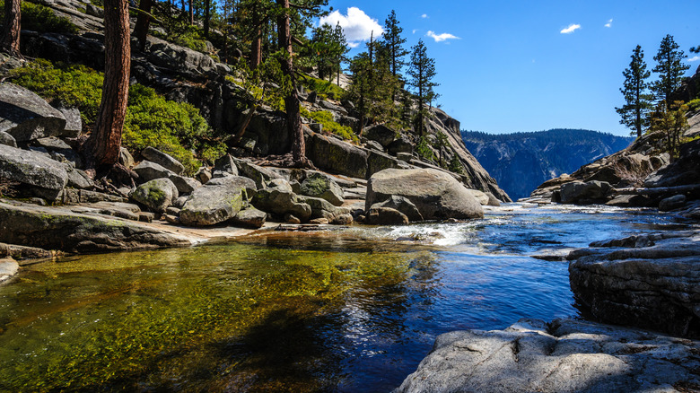 Trees surround a riverway in Yosemite, California