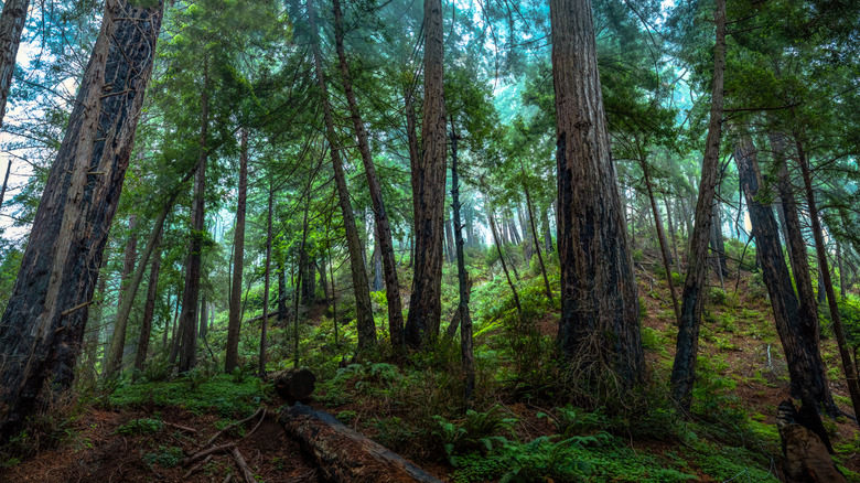 Coastal redwood trees with wildfire damage grow up a ridge in Big Sur.