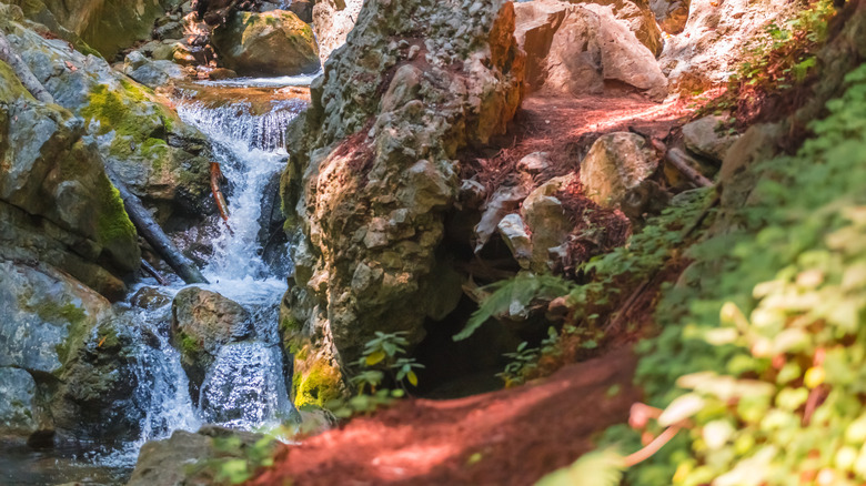 A creek trickles between rocks and sorrel in a Big Sur redwood forest.
