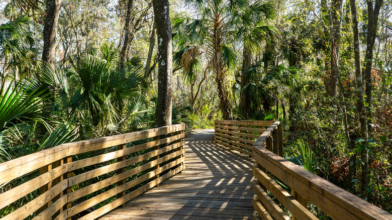 wooden boardwalk through lush greenery