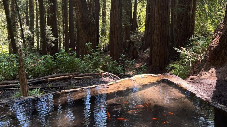 Orange koi swim in a cement pond hidden in a redwood grove in Pogonip Open Space.