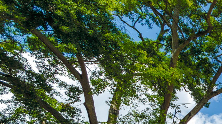 Robert E Park Hall at the University of Georgia, Athens