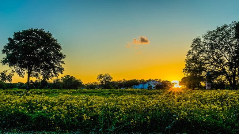 A field of wildflowers as the sun rises in Fulshear, TX