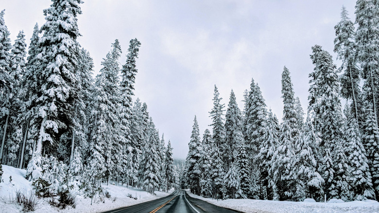 Slick road passes through snowy forest