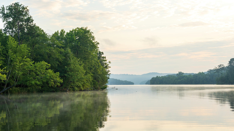 the tree-covered shoreline of Lake Guntersville pictured early in the morning on a foggy day