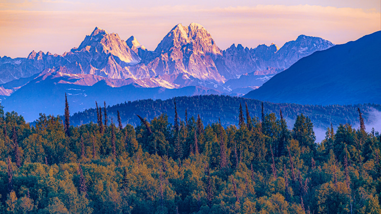 A landscape of Alaska shows dense forest and jagged mountains