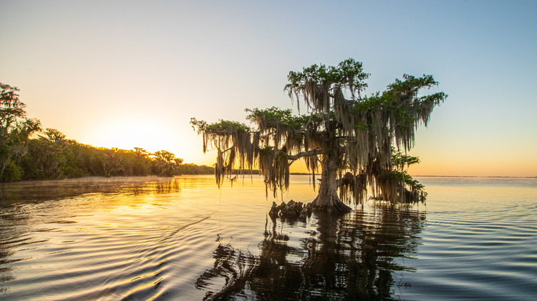 a lone bald cypress reflected in the water at sunset in Blue Cypress Lake