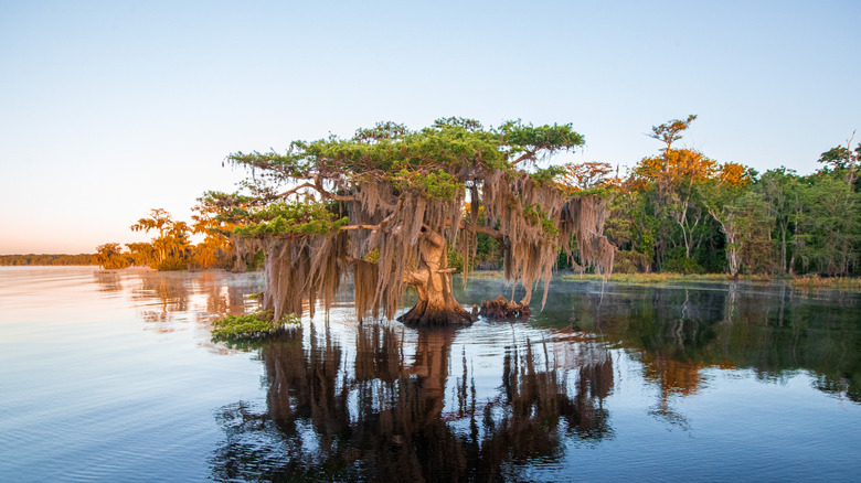a bald cypress tree grows from the clean waters of Blue Cypress Lake