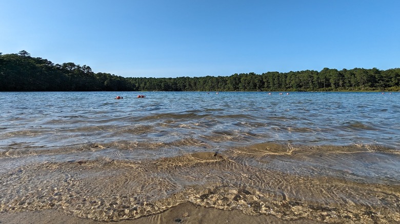 wide angle image of clear water lapping at brown sandy shores with densely wooded forest visible on the other side of the pond