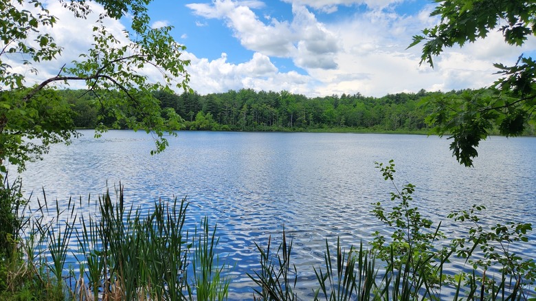 calm lake waters reflect the bright blue sky and spotting of clouds; dense green forests ring the lake with tufts of reeds sprouting from the lakeshore in the foreground