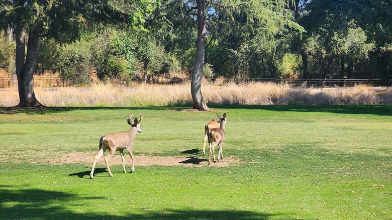 Bucks walking on a greassy plain at Ancil Hoffman Park