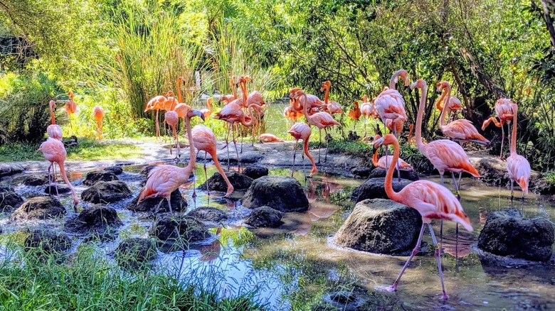 Flamingos at William Land Park