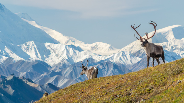 Moose on a hillside with snowy mountains in the background at Denali National Park