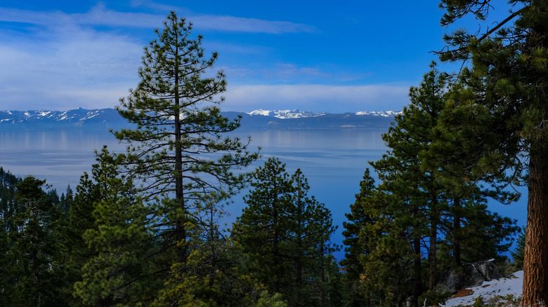 Pine trees in the foreground with Lake Tahoe's turquoise waters flanked by the West Shore mountains.