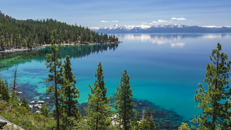 A beautiful view of Lake Tahoe through the trees from a mountain overlooking the lake with snow-capped hills in the distance