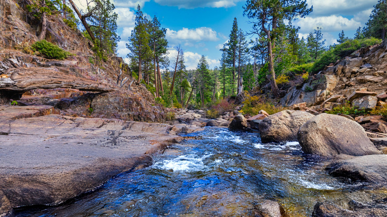 A mountain creek carves through a rocky Glen Alpine Creek with pine trees filling the forest beyond.