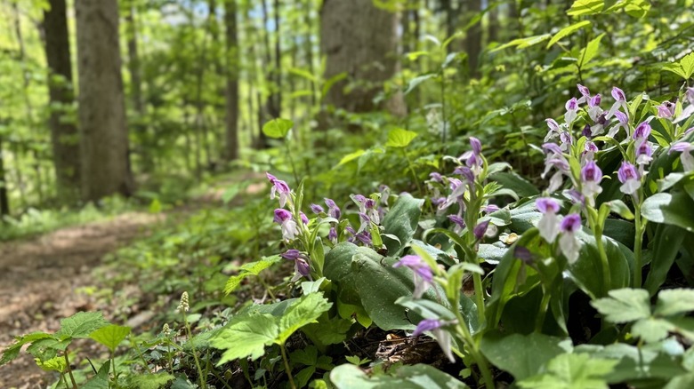 Purple wildflowers with small but colorful buds line a trail in dense forest on the Cove Hardwood Trail in Great Smoky Mountains National Park.
