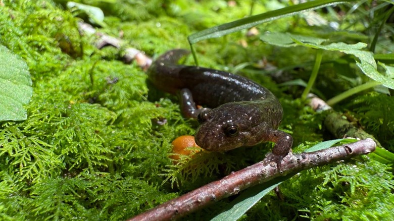 A brown salamander rests against two sicks atop a carpet of moss, grass, and plants on the Spruce-Fire Nature Trail in Great Smoky Mountains National Park