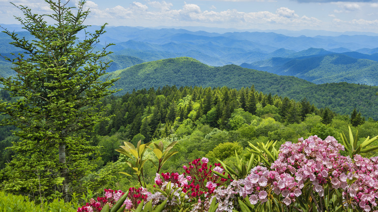 Shades of pink flowers bloom with a pine tree standing nearby and the green, rolling landscape of the Smoky Mountains beyond under a white fluffy clouded sky.