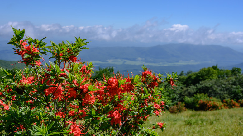 Bright orangish-red azaleas bloom in the foreground with a grassy hill and the Great Smoky Mountains beyond below a bright blue sky with low-lying white clouds.