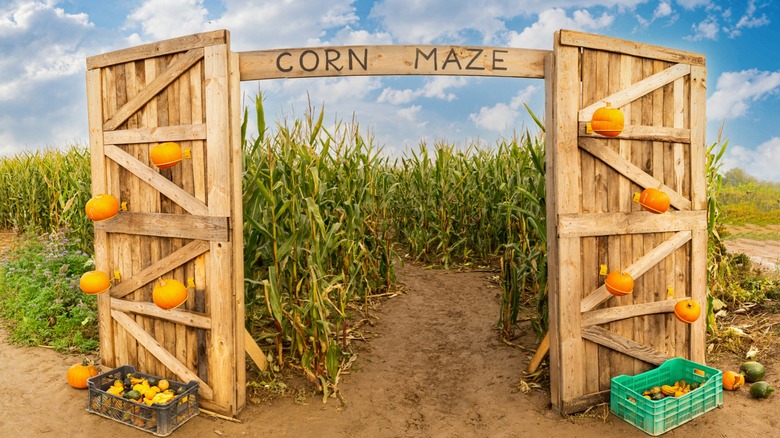 Blue sky and clouds over a field of corn marked with a wooden corn maze sign and entryway decorated with small pumpkins
