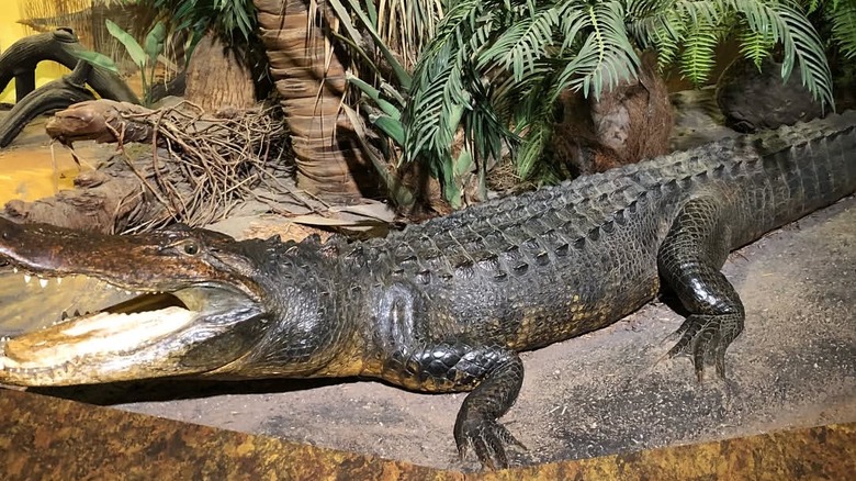 Alligator exhibit in Fernbank Science Center