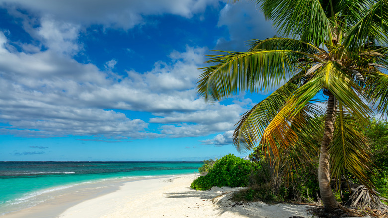 Palm trees in Shoal Bay beach in the island of Anguilla, British West Indies