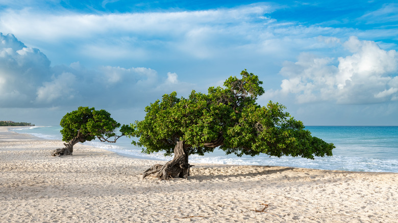 The iconic Divi Divi trees on the white sands of Eagle Beach, Aruba, with gentle waves meeting the shore