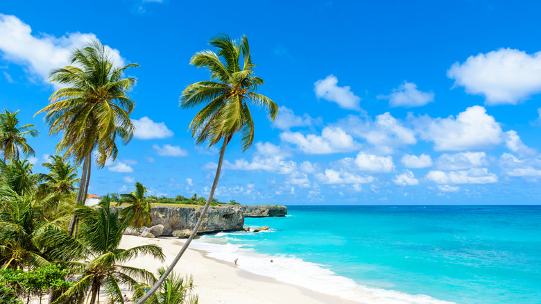 Bottom Bay on the Caribbean island of Barbados. Tropical coast with palms hanging over turquoise sea. Panoramic photo of beautiful landscape