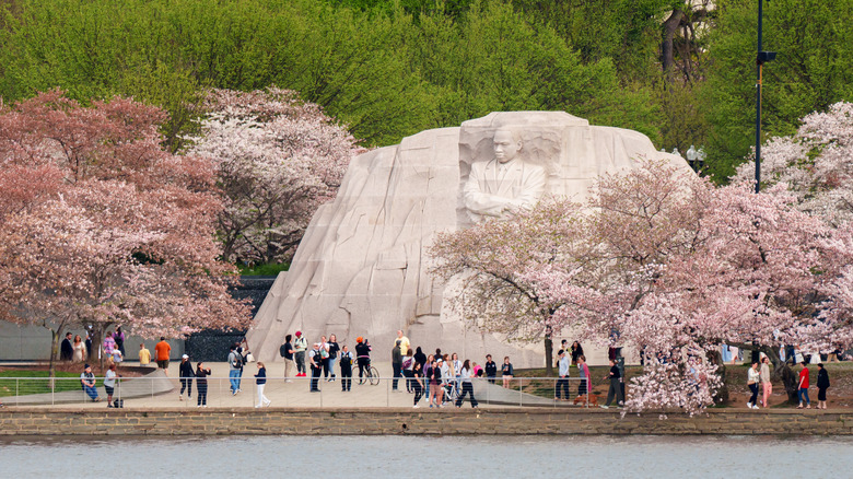 Cherry blossoms along Tidal Basin in Washington D.C.