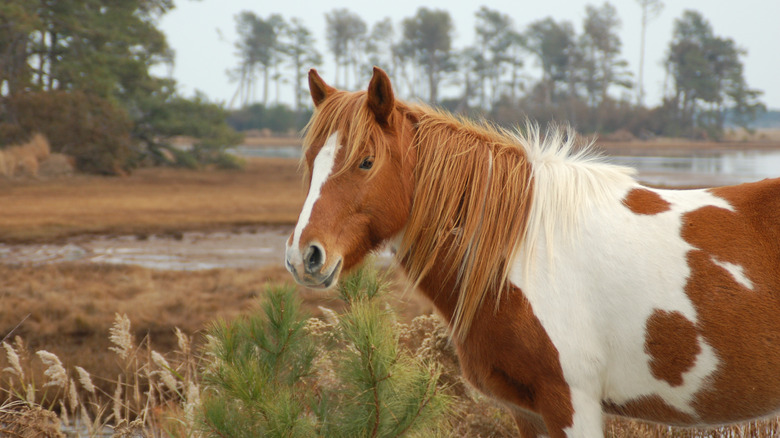 Wild pinto pony in the marsh in the Chincoteague Wildlife Refuge on Assateague Island, Virginia