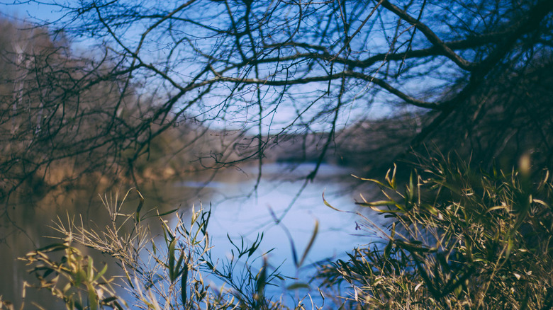 The Chattahoochee River as see through the trees, in Chattahoochee Bend State Park, Georgia