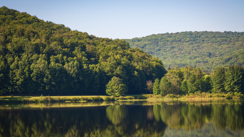 the dense forests and reflective lake in the Quaker Lake Area of Allegany State Park