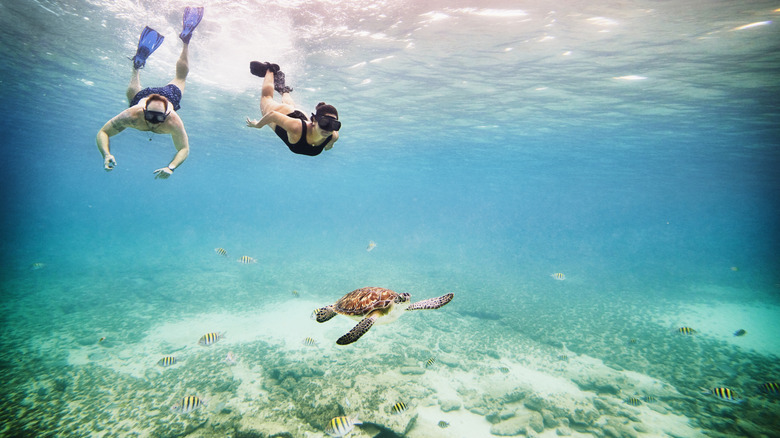 Couple snorkeling with turtle