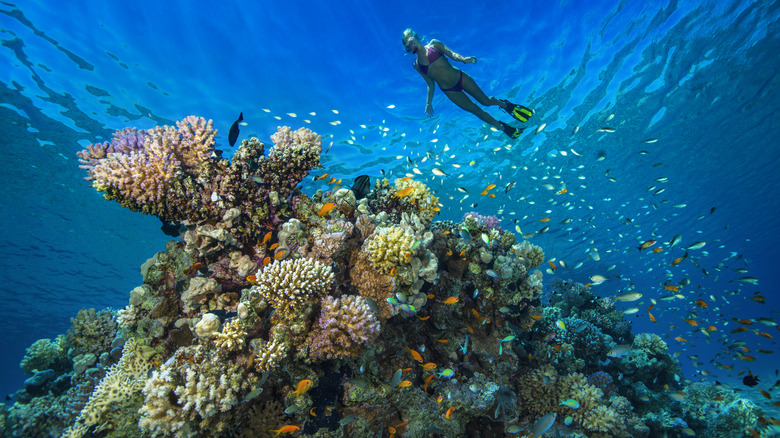 Woman snorkeling above coral