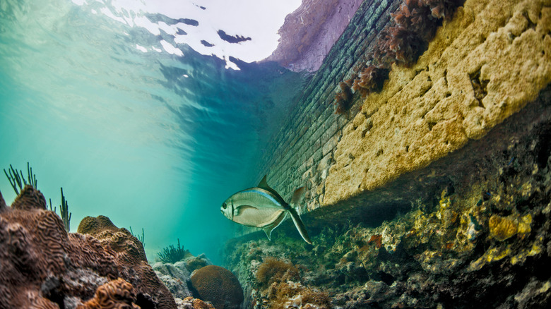 Fish next to a fort