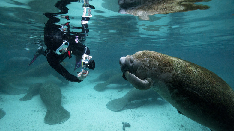Snorkeler with manatee