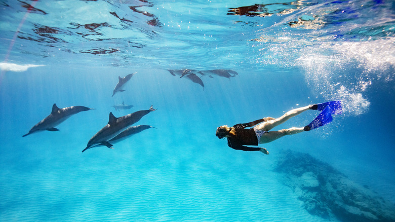 Snorkeler with dolphins