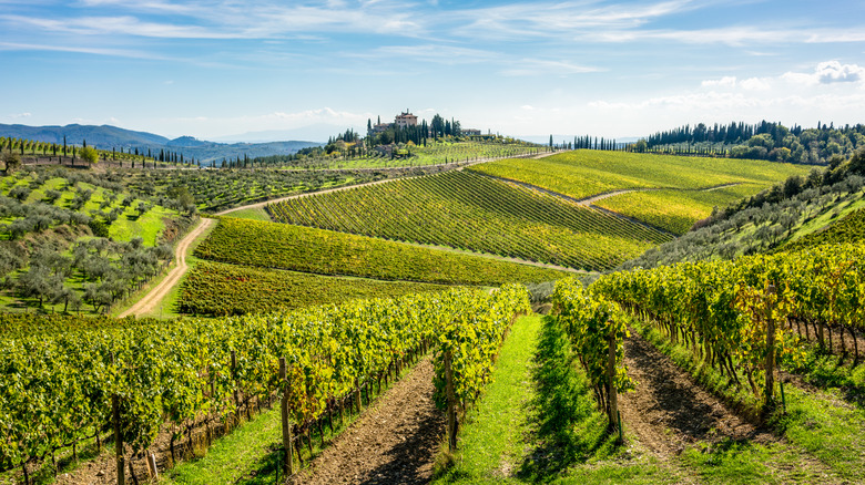 Sip wine in Chianti